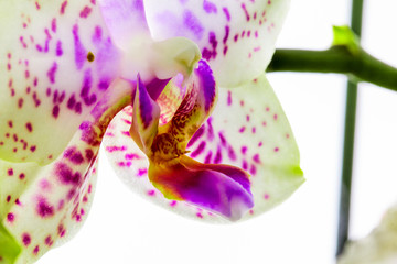 Orchidee