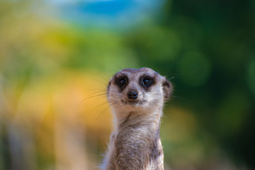 meerkat on guard