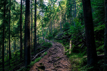 Forest high-altitude stone trail with roots of ancient wild wood