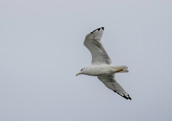ring billed seagull at lake erie 