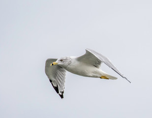 ring billed seagull at lake erie 