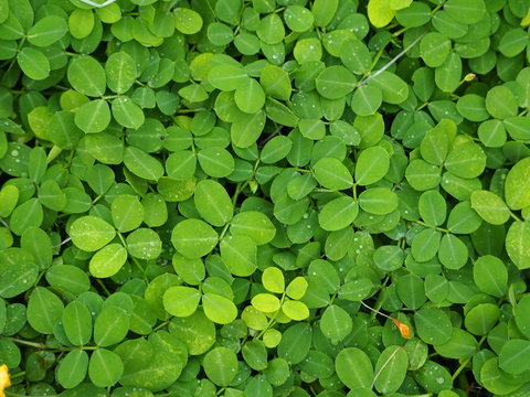 Yellow grass. Green grass background. Arachis pintoi in the garden. Geraldo Pinto, Pinto Peanut (Arachispintoi cv. Amarillo), Leguminosae-Papilionoideae 
