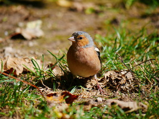 Plitvice, Nationalpark: Ein Buchfink präsentiert sich