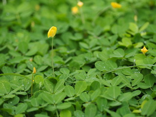 Yellow grass. Green grass background. Arachis pintoi in the garden. Geraldo Pinto, Pinto Peanut (Arachispintoi cv. Amarillo), Leguminosae-Papilionoideae 