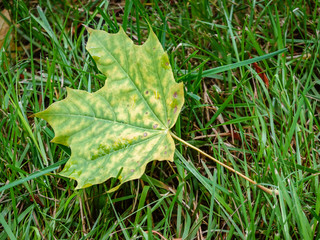 A maple leaf falling on the green grass