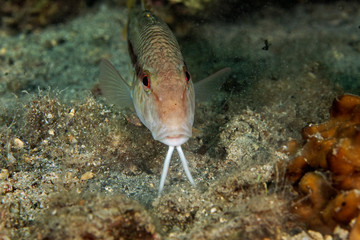 The striped red mullet or surmullet (Mullus surmuletus) from Mljet island, Croatia