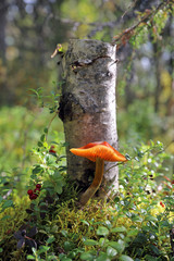 Cortinarius uliginosus. Mushroom swamp paulinic Sunny day in Siberia