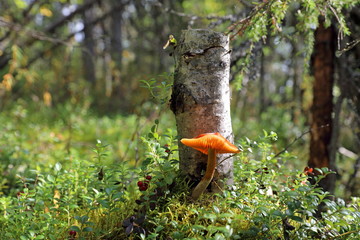 Cortinarius uliginosus. Mushroom swamp paulinic Sunny day in the North of Siberia