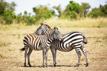 Fototapeta na wymiar Zebra couple in Africa savannah. Masai Mara National park, Kenya