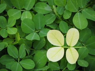 green leaves of clover. Yellow grass. Green grass background. Arachis pintoi in the garden. Geraldo Pinto, Pinto Peanut (Arachispintoi cv. Amarillo), Leguminosae-Papilionoideae.