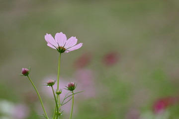 コスモスの風景