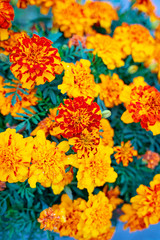 Marigold