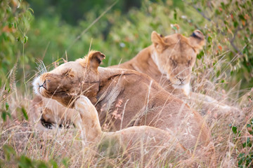 Female lioness scratching in Masai Mara National Park. Safari in Kenya.