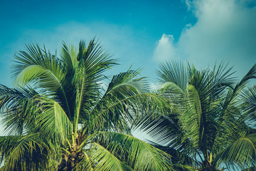 Fototapeta na wymiar Coconut palm tree foliage under sky. Vintage background. Retro toned poster.
