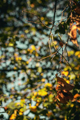 Colorful and wet fallen leaves in autumn season. Autumn background.