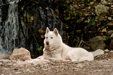 Naklejka na ściany i meble Cute white dog lying on the ground