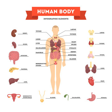 Human anatomy concept. Male body with set of internal organ