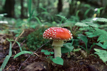 A small red amanita amid emerald foliage in a natural habitat