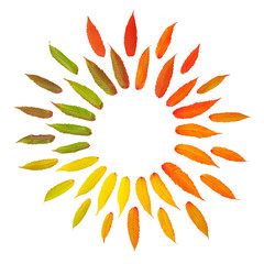 Flat lay autumn leaves isolated white background Floral pattern