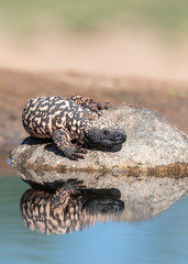 Gila Monster Sonoran Desert of Southern Arizona 