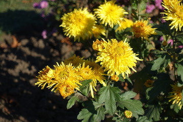 Close shot of yellow flowers of Chrysanthemums in November