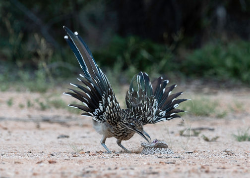 Greater roadrunner with Western Diamondback Rattlesnake