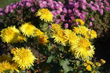 Insect pollinating yellow flowers of Chrysanthemum in November