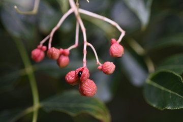 Euscaphis japonica fruits / The contrast between the red berries and black seeds of Eucaphis japonica ripe in autumn is very beautiful.