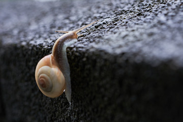 カタツムリ　デンデンムシ