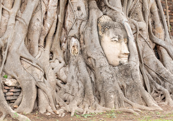 Obraz premium Ancient Buddhism head in root of banyan tree