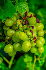 Bright grapes grow on a vine