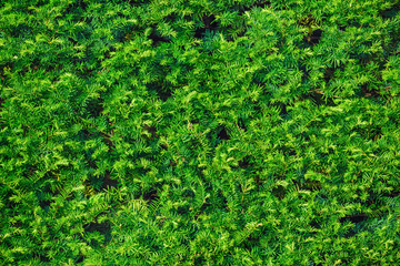 Close-up fragment of a coniferous green hedge.