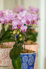 Fototapeta na wymiar Close up beautiful purple Phalaenopsis orchids or moth orchid in a garden.