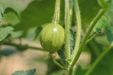 Ripening watermelon in the garden. An immature little green watermelon on a branch