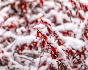 red berries in the snow