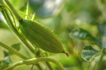 Ripening watermelon in the garden. An immature little green watermelon on a branch