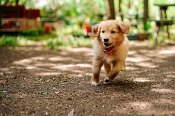 Ginger color dog running to the photographer