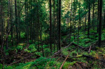 Forest high-altitude stone trail with roots of ancient wild wood