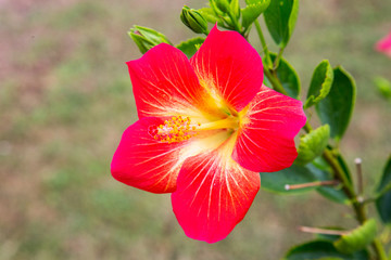 Red hibiscus flower on a green blurred background. Selective focus