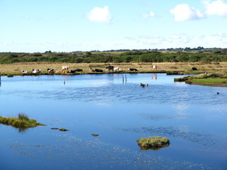 Cows are resting near the pond. Taken on October 14, 2012, Lymington, UK.
