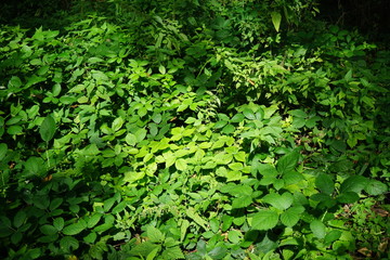 Pflanzen im Wald