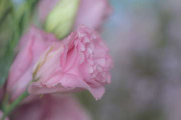 Selective focus pink carnation flower.Blurred pink flower background.
