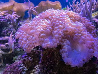The beautiful bubble coral