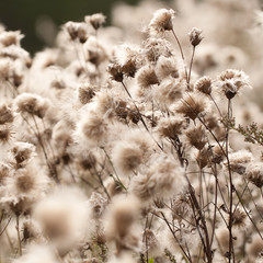 faded plants with fluffy seeds