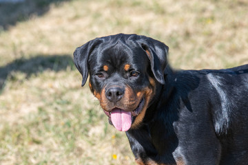 Obraz premium Rottweiler dog on the green grass outdoor