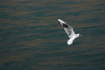 seagull in flight