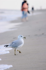seagull on the beach