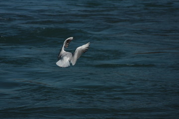 seagull in flight