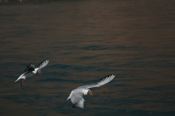 seagull in flight