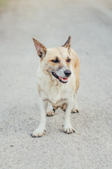 close up view of a dog